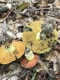Boletus subluridellus image