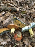 Boletus subluridellus image