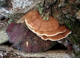 Ganoderma sessile image