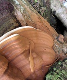 Boletus subluridellus image