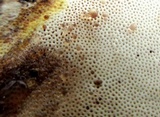Ganoderma sessile image