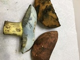 Boletus subluridellus image