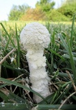 Amanita thiersii image