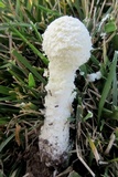 Amanita thiersii image