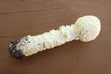 Amanita thiersii image