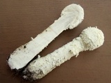 Amanita thiersii image