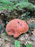 Boletus subluridellus image