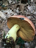 Boletus subluridellus image