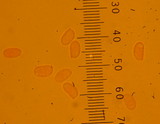 Trichaptum abietinum image
