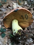 Boletus subluridellus image