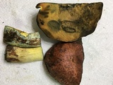 Boletus subluridellus image