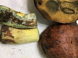 Boletus subluridellus image