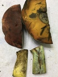 Boletus subluridellus image