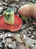 Boletus subluridellus image