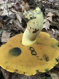 Boletus subluridellus image