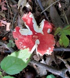 Russula tenuiceps image