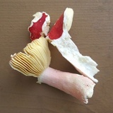 Russula tenuiceps image