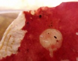 Russula tenuiceps image