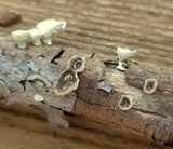 Poronidulus conchifer image