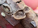 Poronidulus conchifer image