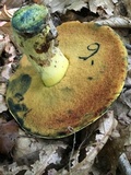 Boletus subluridellus image