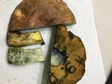 Boletus subluridellus image