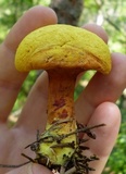 Buchwaldoboletus hemichrysus image