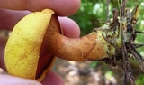 Buchwaldoboletus hemichrysus image