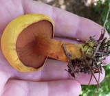 Buchwaldoboletus hemichrysus image