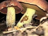 Boletus subluridellus image