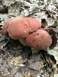 Boletus subluridellus image