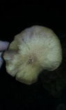 Desarmillaria caespitosa image