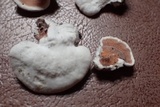 Gloeoporus dichrous image