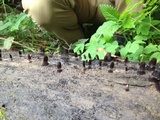 Stemonitis splendens image