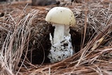 Amanita tuza image