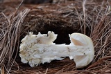 Amanita tuza image