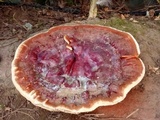 Ganoderma resinaceum image
