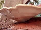 Ganoderma resinaceum image