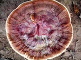Ganoderma resinaceum image