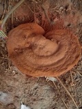 Ganoderma resinaceum image
