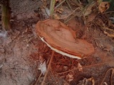 Ganoderma resinaceum image