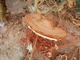Ganoderma resinaceum image