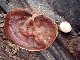 Ganoderma resinaceum image