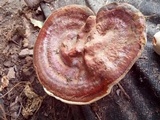 Ganoderma resinaceum image