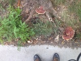 Ganoderma sessile image