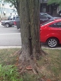 Ganoderma sessile image