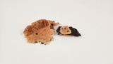 Merulius tremellosus image