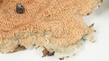 Merulius tremellosus image