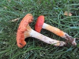 Hygrophorus speciosus image