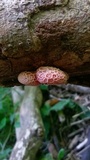 Rhodotus palmatus image